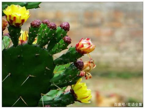 送仙人掌意思|仙人掌的花語和象徵寓意，你都瞭解嗎？